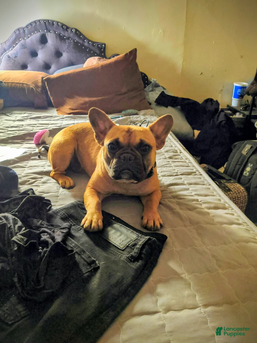 French Bulldog dogs for sale: French Bulldog Puppy 3 - Ad 3