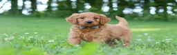 Goldendoodle dogs for sale: Champ - Ad 5