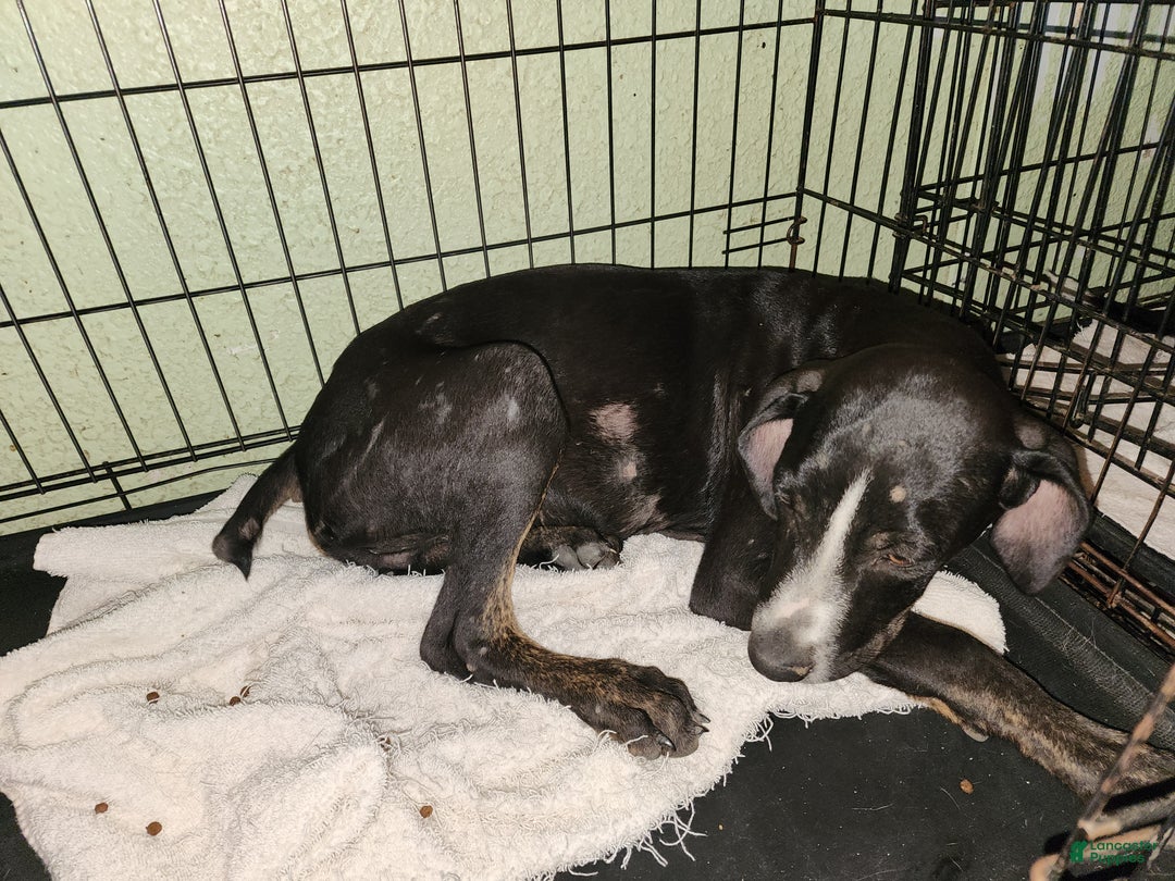 Catahoula Leopard Dog dogs for sale: Juliet 2025 Male 4 - Ad 15