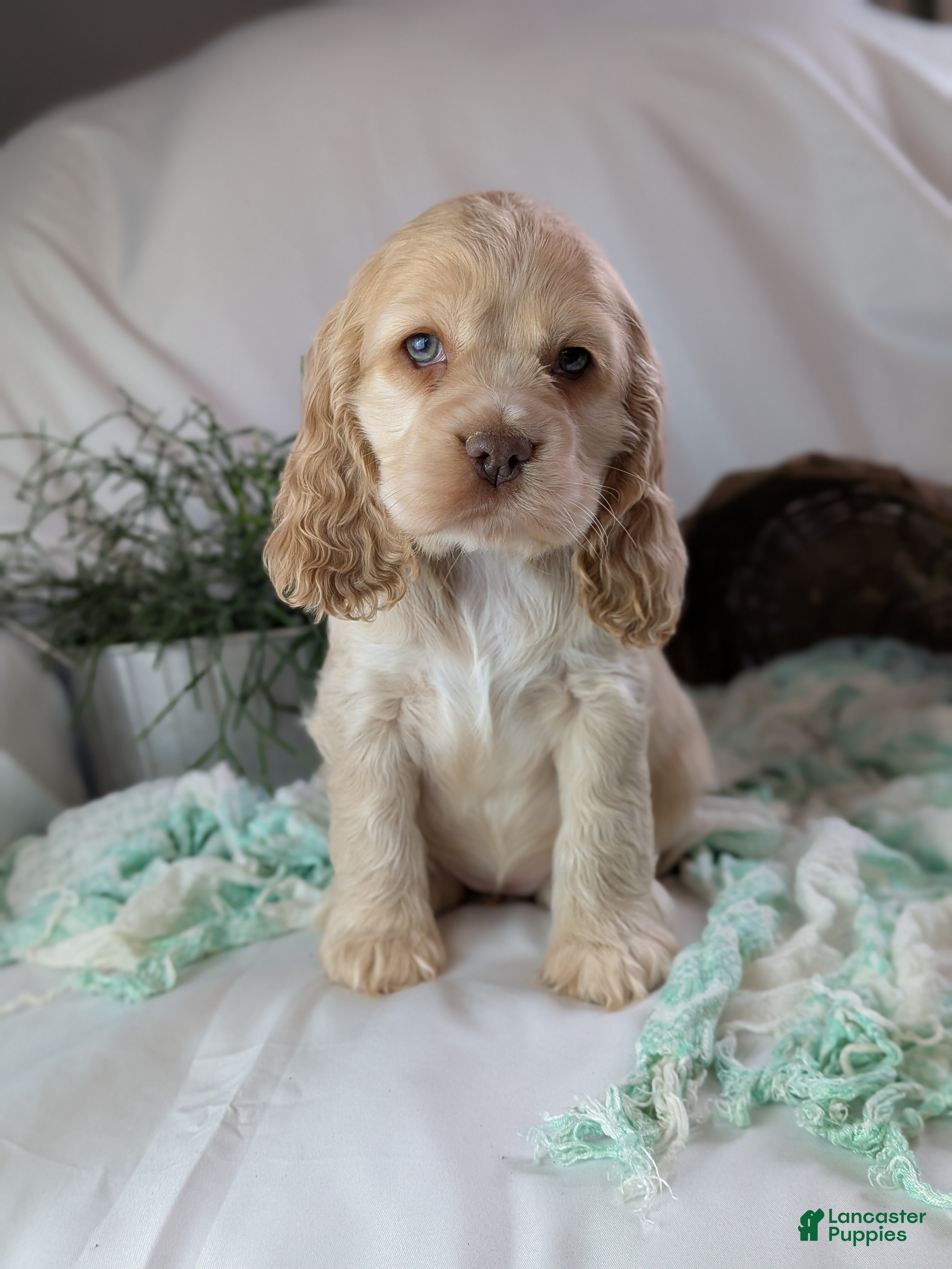 Cocker Spaniel dogs Zara - Ad 1
