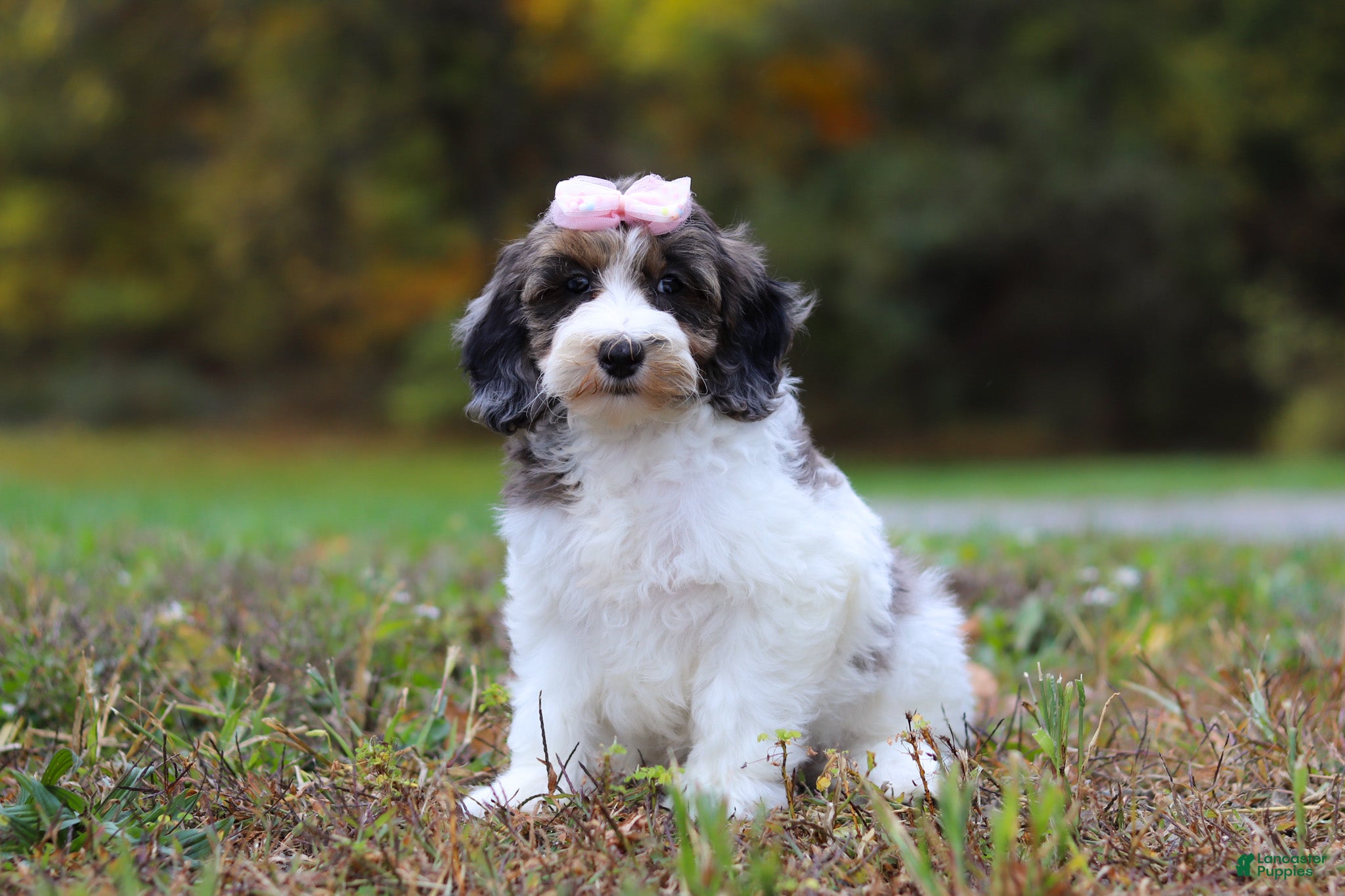 Cockapoo dogs Pumpkin - Ad 40