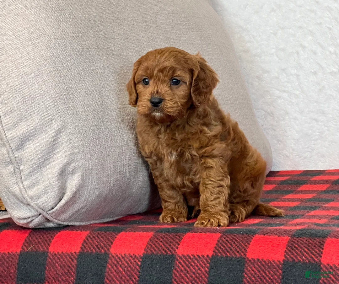 Cavapoo dogs for sale: Coby - Ad 7