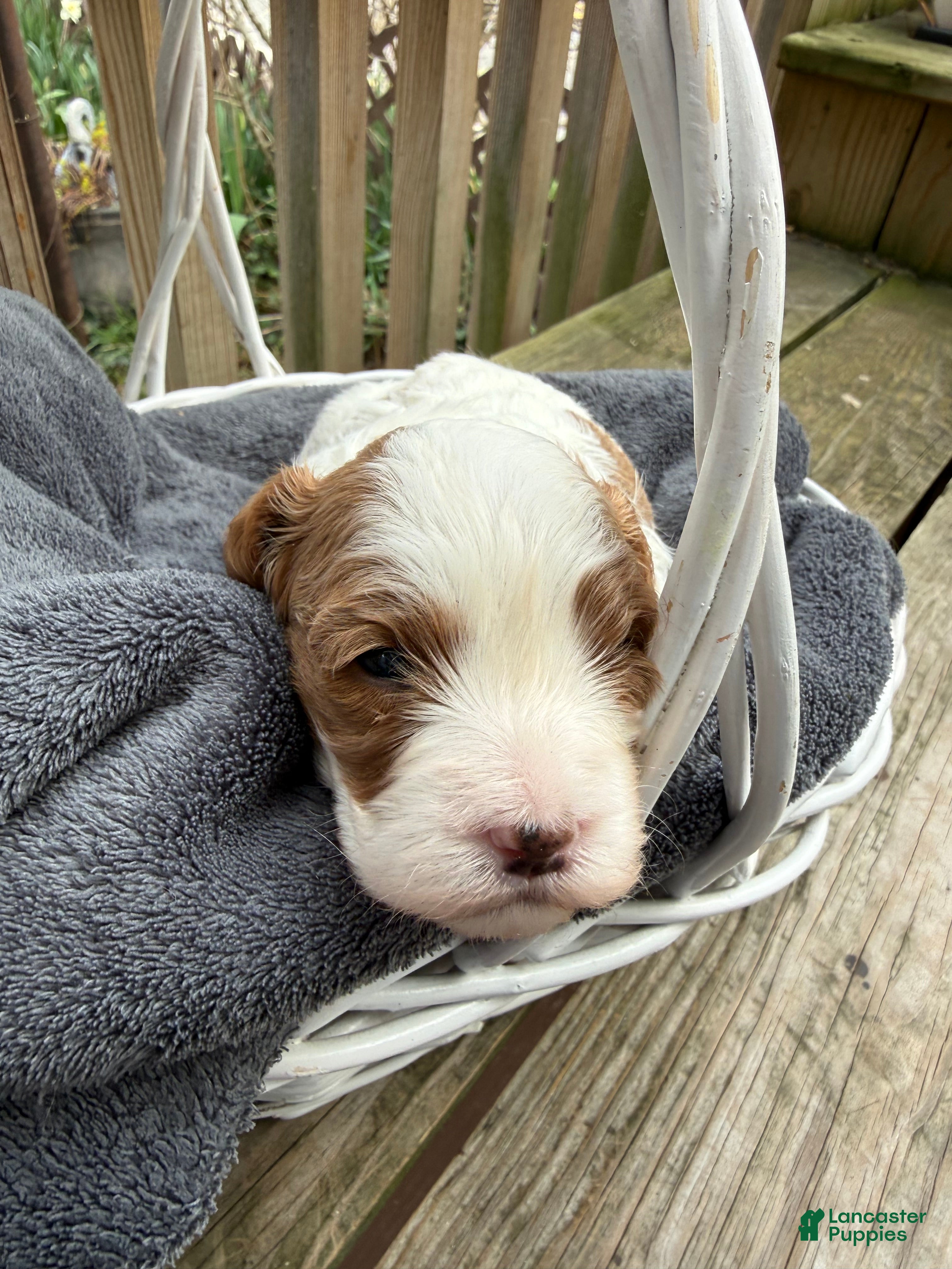 Cavapoo dogs Lola - Ad 1