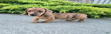 Fritz