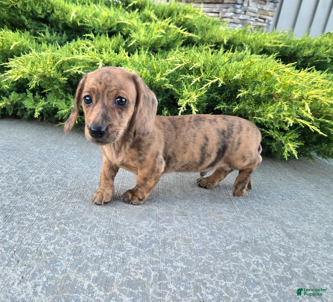 Miniature Dachshund dogs for sale: Fritz - Ad 1