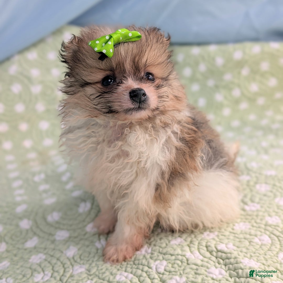 Pomeranian dogs for sale: Yule - Ad 1