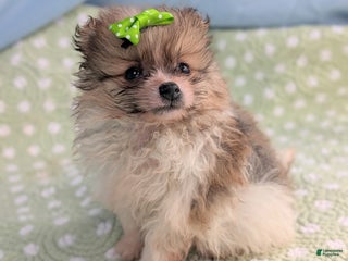 Pomeranian dogs Yule - Ad 25