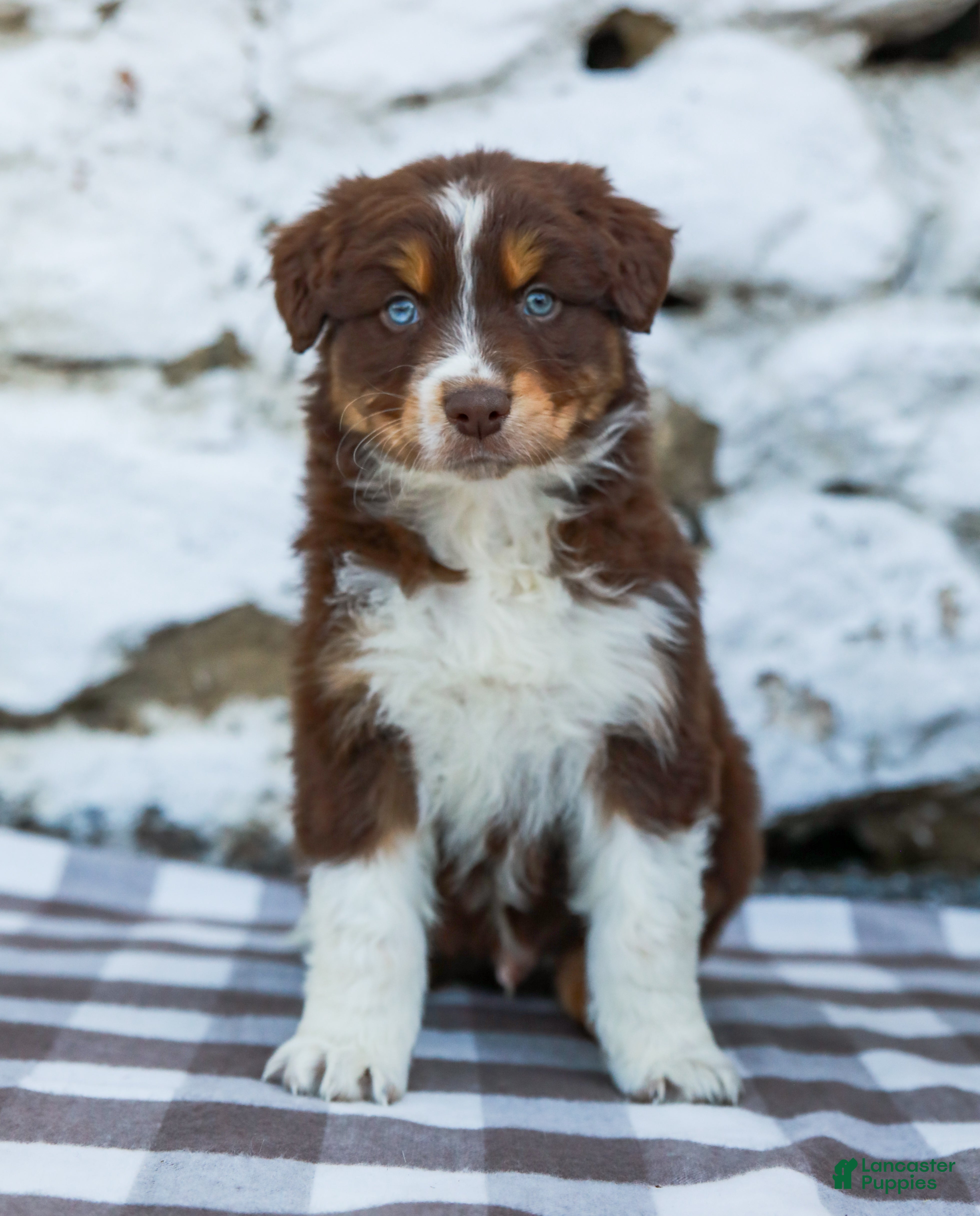 Australian Shepherd dogs Mister - Ad 1