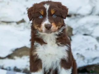 Australian Shepherd dogs for sale: Mister - Ad 4