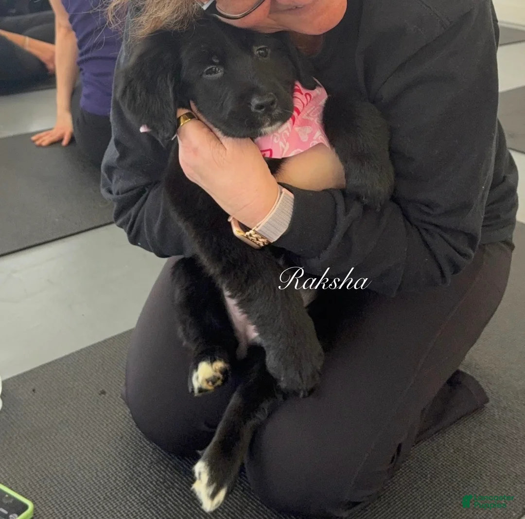 Mixed Breed dogs for sale: Raksha - Ad 3