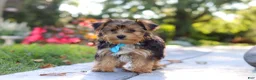 Yorkiepoo dogs for sale: Winston - Ad 13