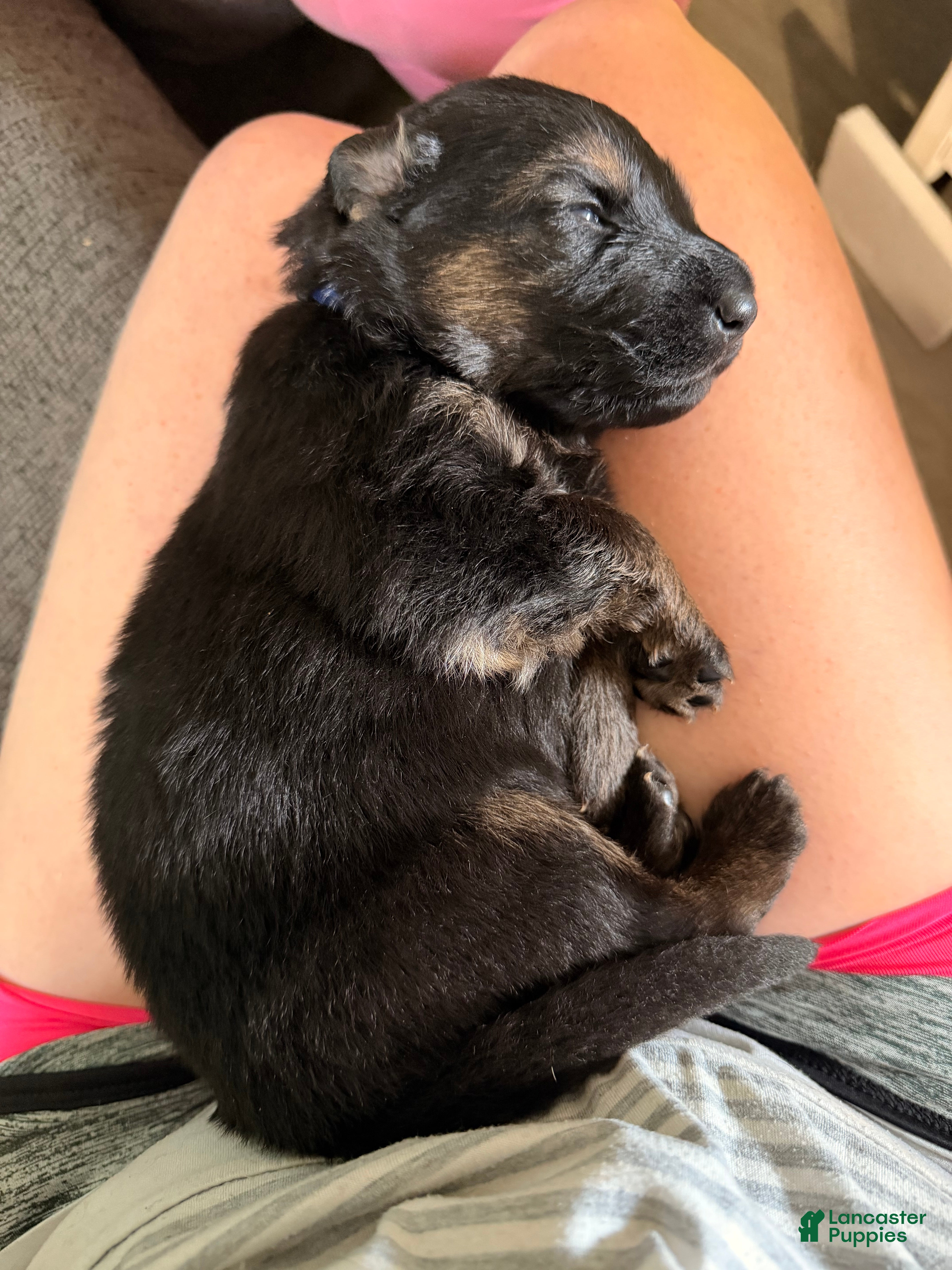 German Shepherd dogs German Shepherd Puppy 2- Blue Male - Ad 32
