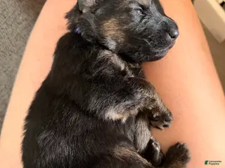 German Shepherd dogs German Shepherd Puppy 2- Blue Male - Ad 5
