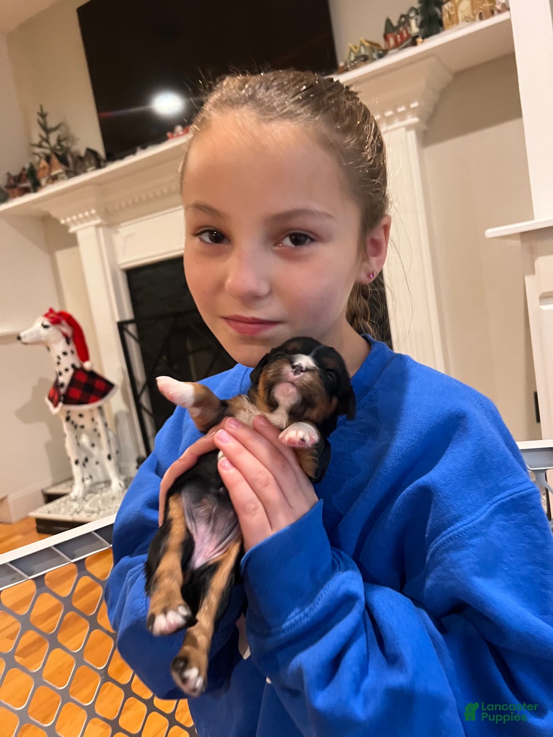 Cavalier King Charles Spaniel dogs for sale: Girl 1  - Ad 7