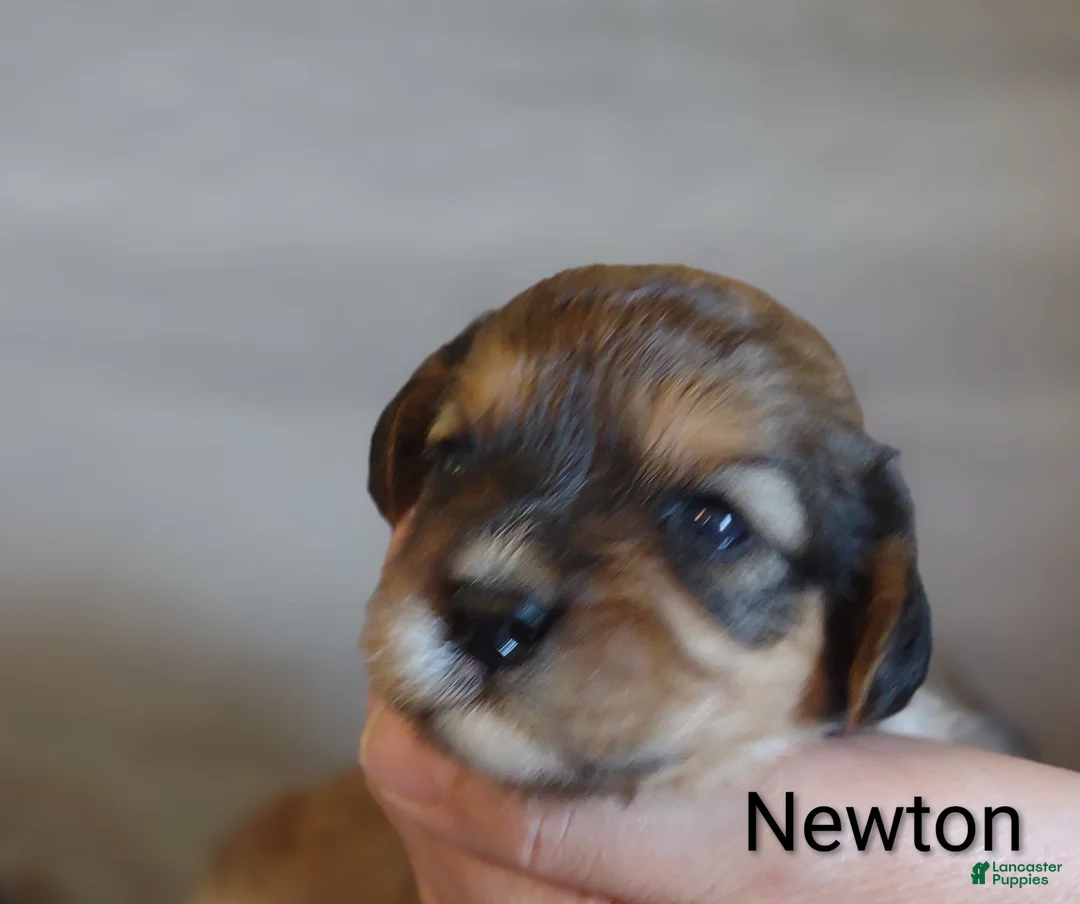 Cavachon dogs for sale: Cavachon Puppy 1 Newton  - Ad 1