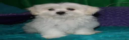 Shihpoo dogs for sale: Shiloh - Ad 5