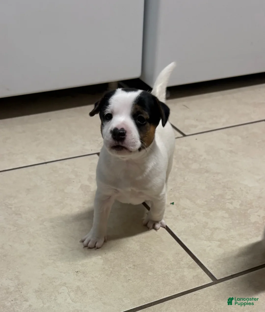 Jack Russell Terrier dogs for sale: Jack Russell Terrier Puppy 3 - Ad 2