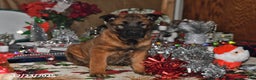 Belgian Malinois dogs for sale: Belle - Ad 3