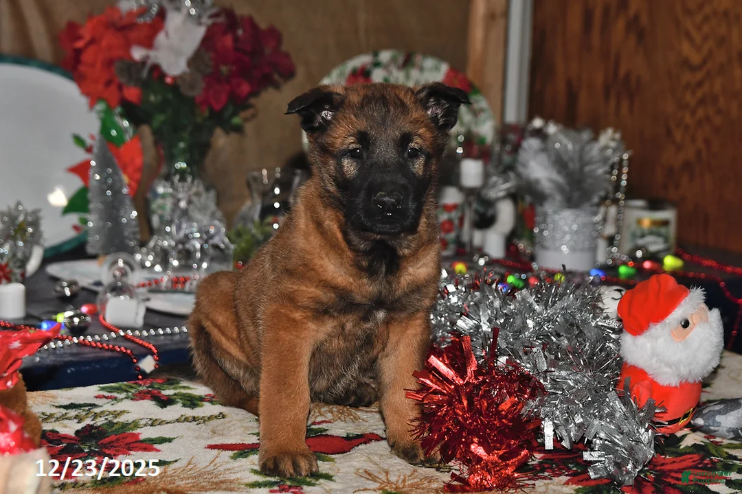 Belgian Malinois dogs for sale: Belle - Ad 8