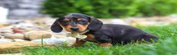 Miniature Dachshund dogs for sale: Anson - Ad 5