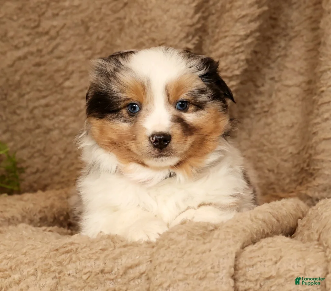 Miniature Australian Shepherd dogs for sale: Diego - Ad 3