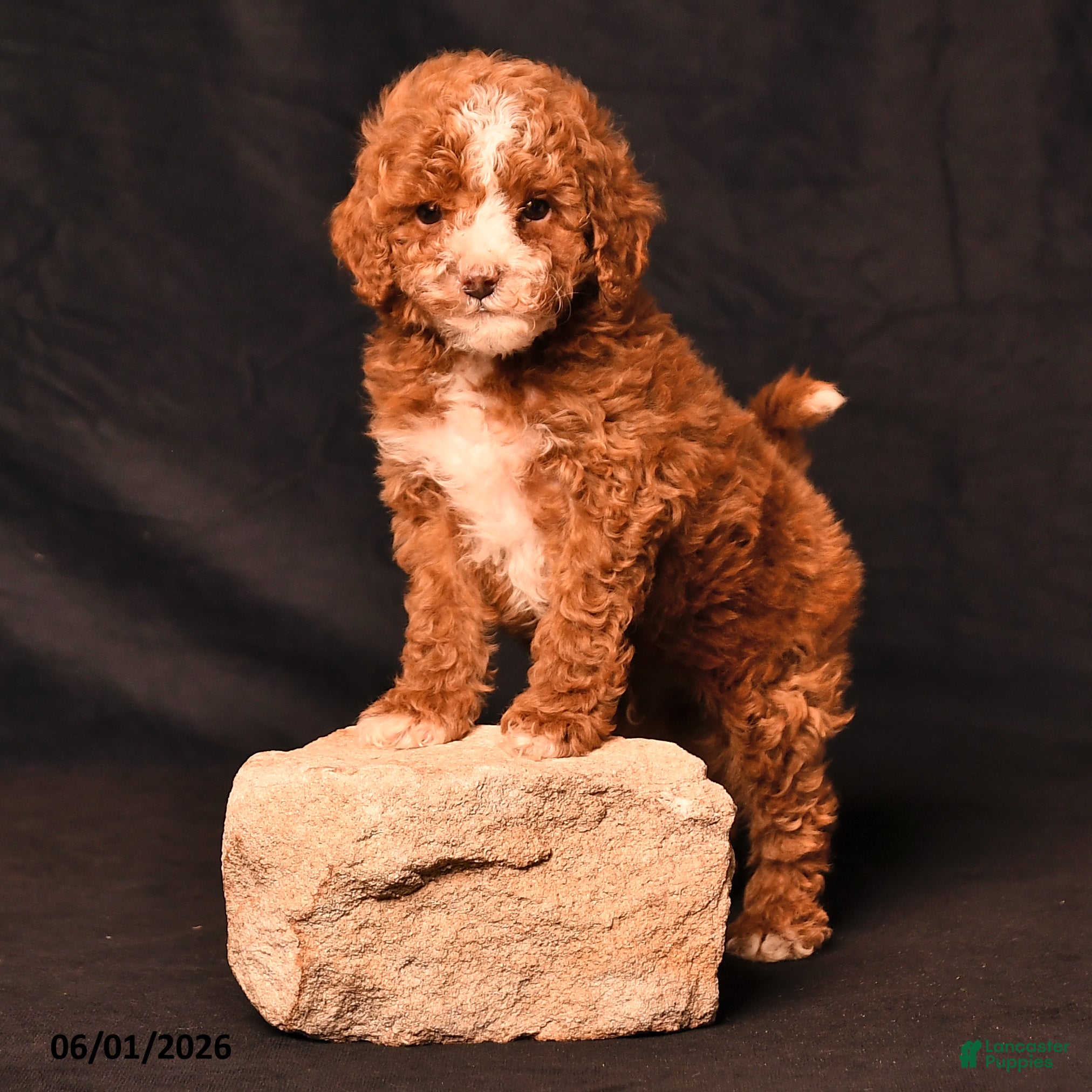 Toy Poodle dogs Derek - Ad 2