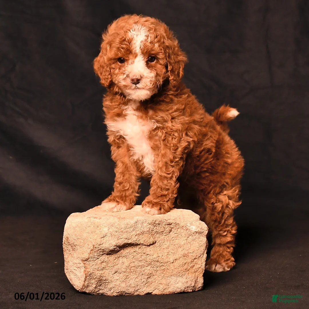 Toy Poodle dogs for sale: Derek - Ad 2