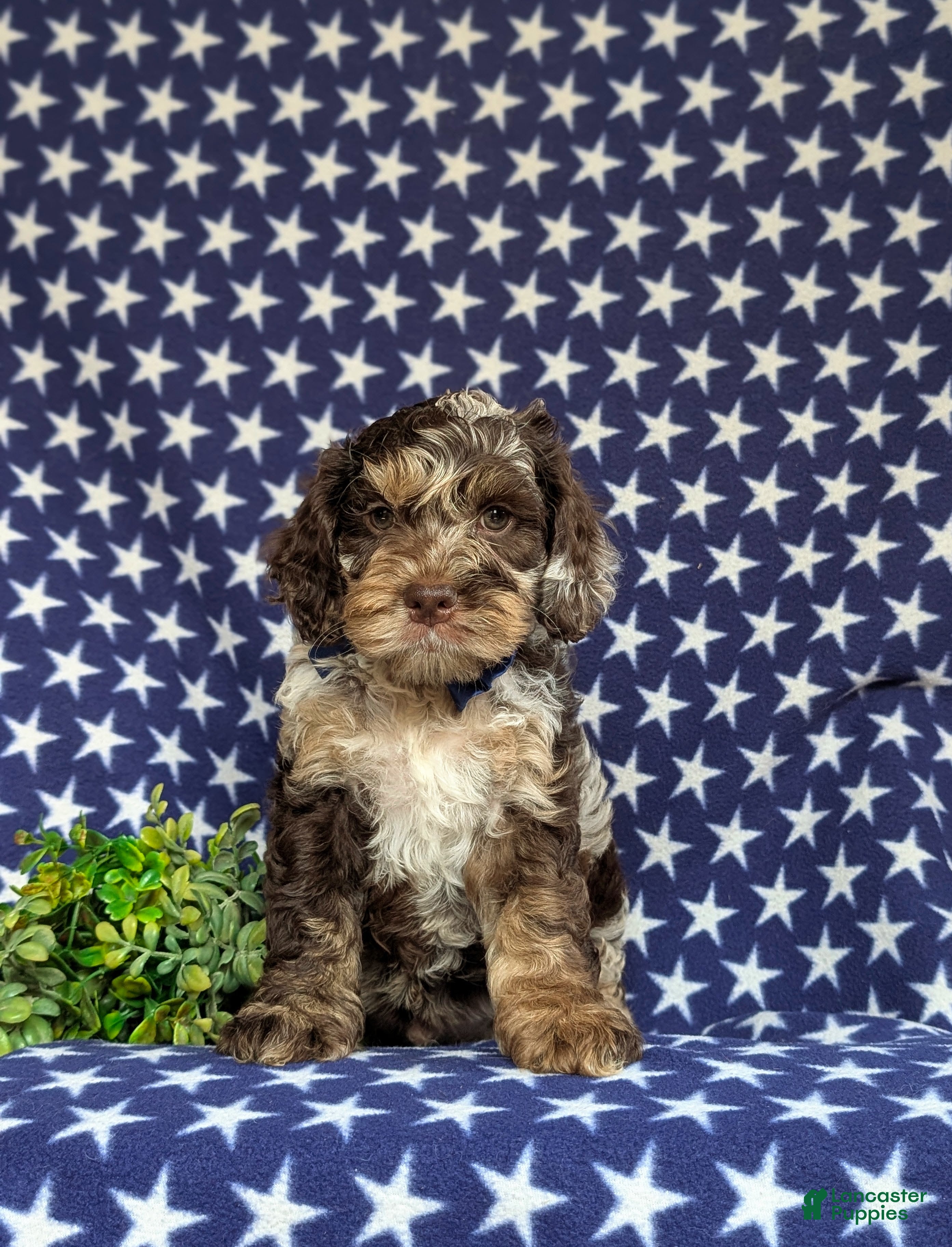 Cockapoo dogs Snickers - Ad 2