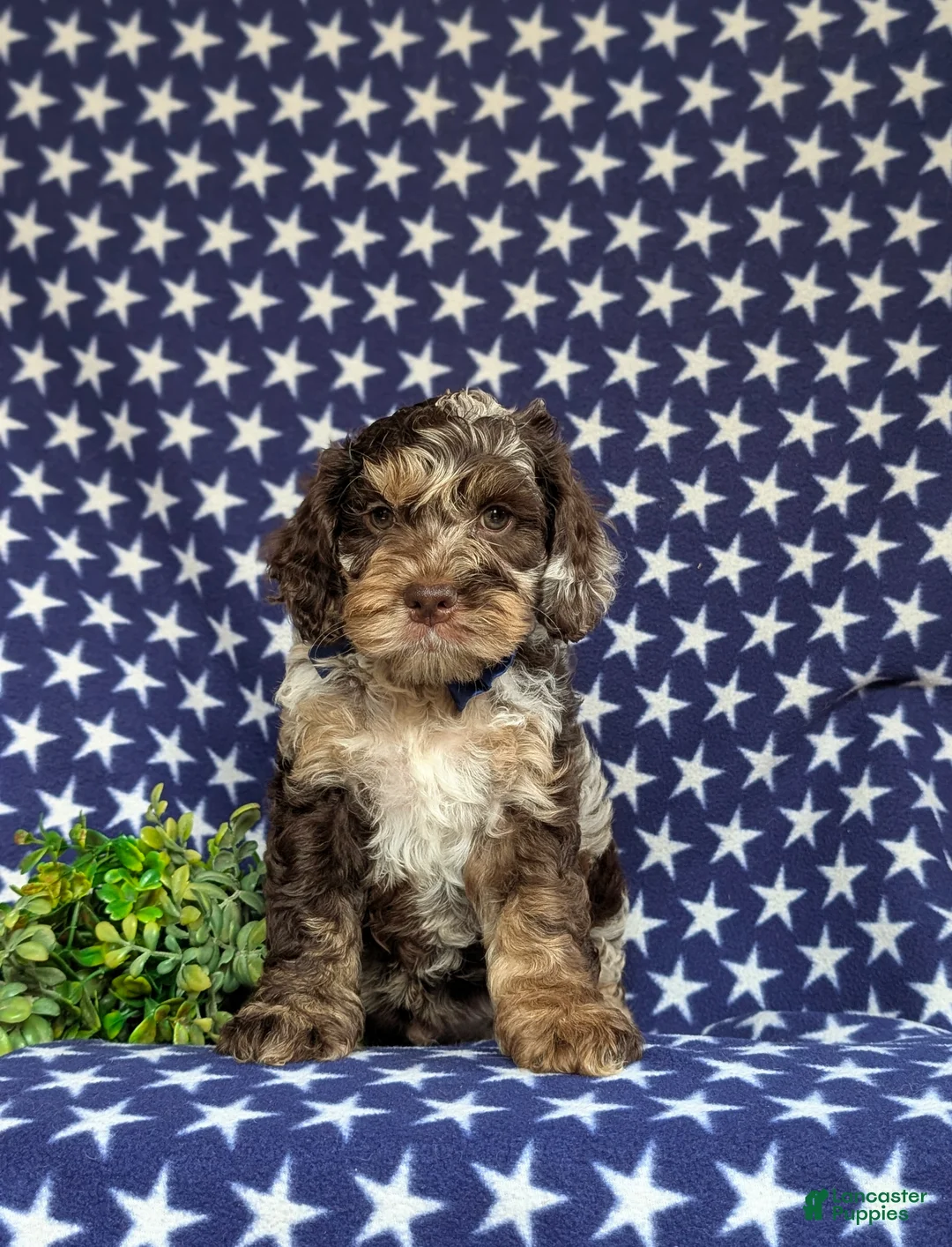 Cockapoo dogs for sale: Snickers - Ad 2