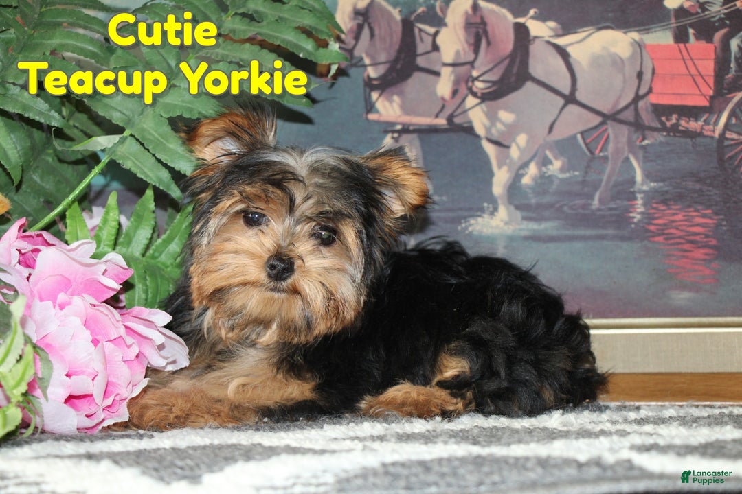 Yorkshire Terrier dogs for sale: Cutie - Ad 1