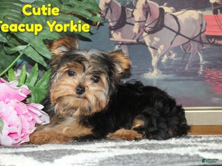 Yorkshire Terrier dogs Cutie - Ad 40