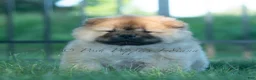 Chow Chow dogs for sale: Meesha - Ad 3