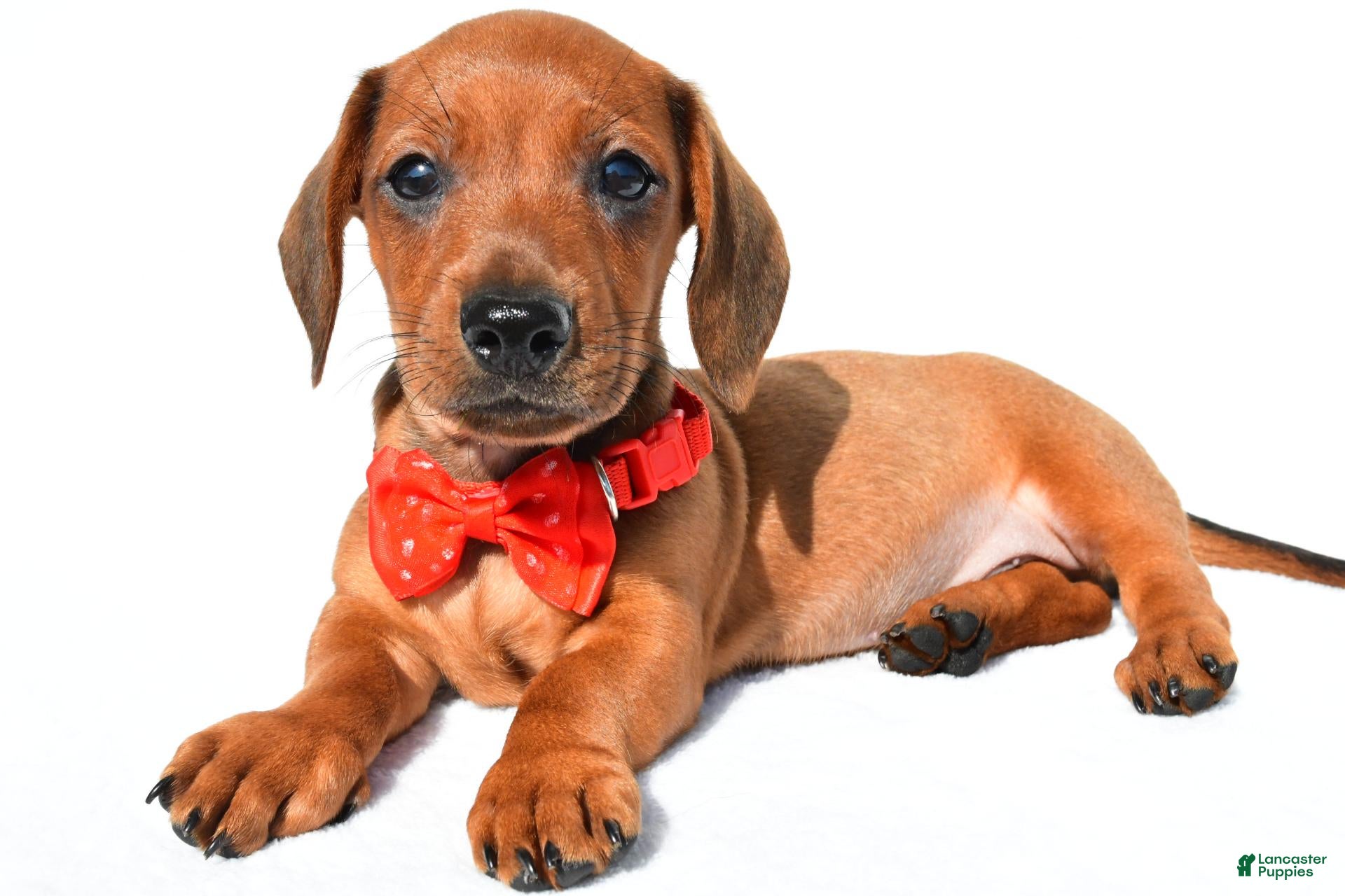 Miniature Dachshund dogs Joey - Ad 2