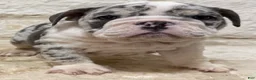 English Bulldog dogs for sale: Yoshi  - Ad 9