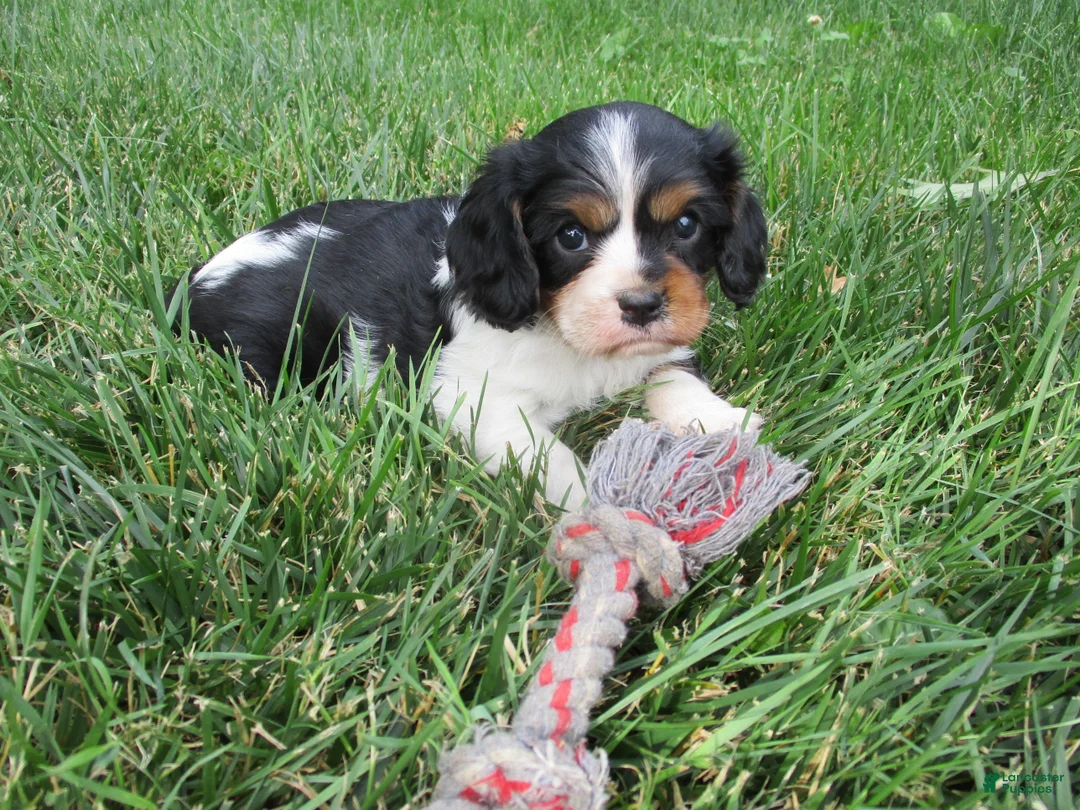 Cavalier King Charles Spaniel dogs for sale: Bella - Ad 8