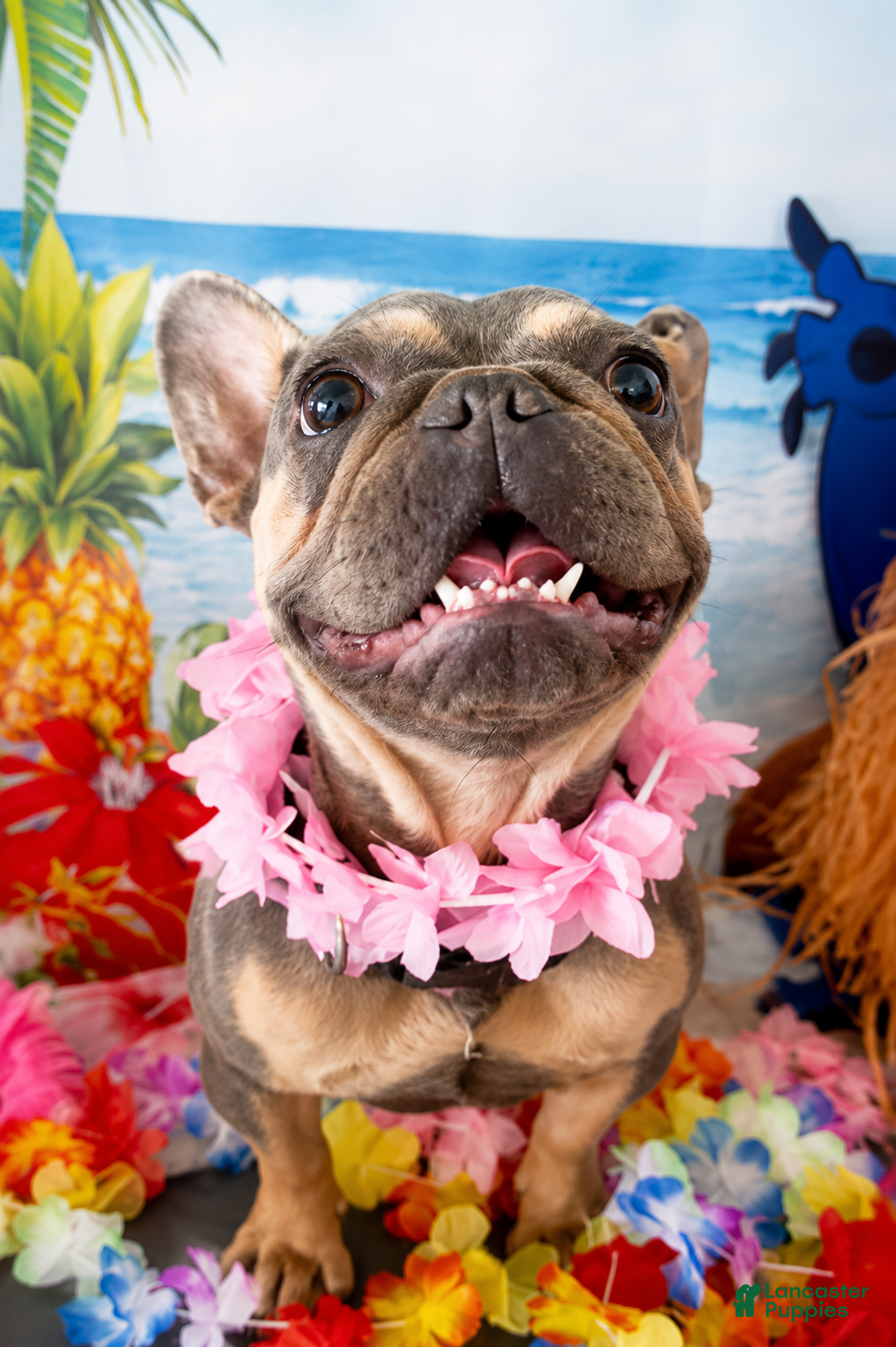 French Bulldog dogs French Bulldog girl  - Ad 19