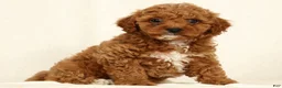 Cavapoo dogs for sale: Hendrick - Ad 4