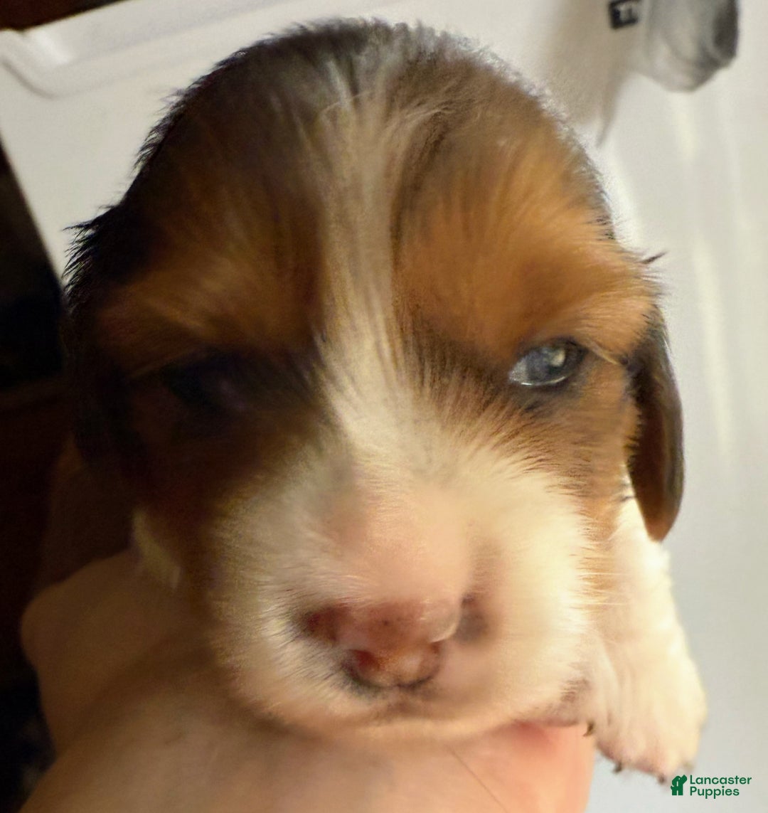 Miniature Dachshund dogs for sale: Miniature Dachshund LH boy - Ad 1