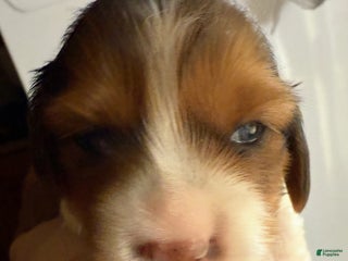 Miniature Dachshund dogs Miniature Dachshund LH boy - Ad 1