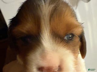 Miniature Dachshund dogs Miniature Dachshund LH boy - Ad 6