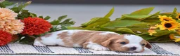 Cavalier King Charles Spaniel dogs for sale: Roman - Ad 3