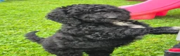Mini Sheepadoodle dogs for sale: Cooper - Ad 4