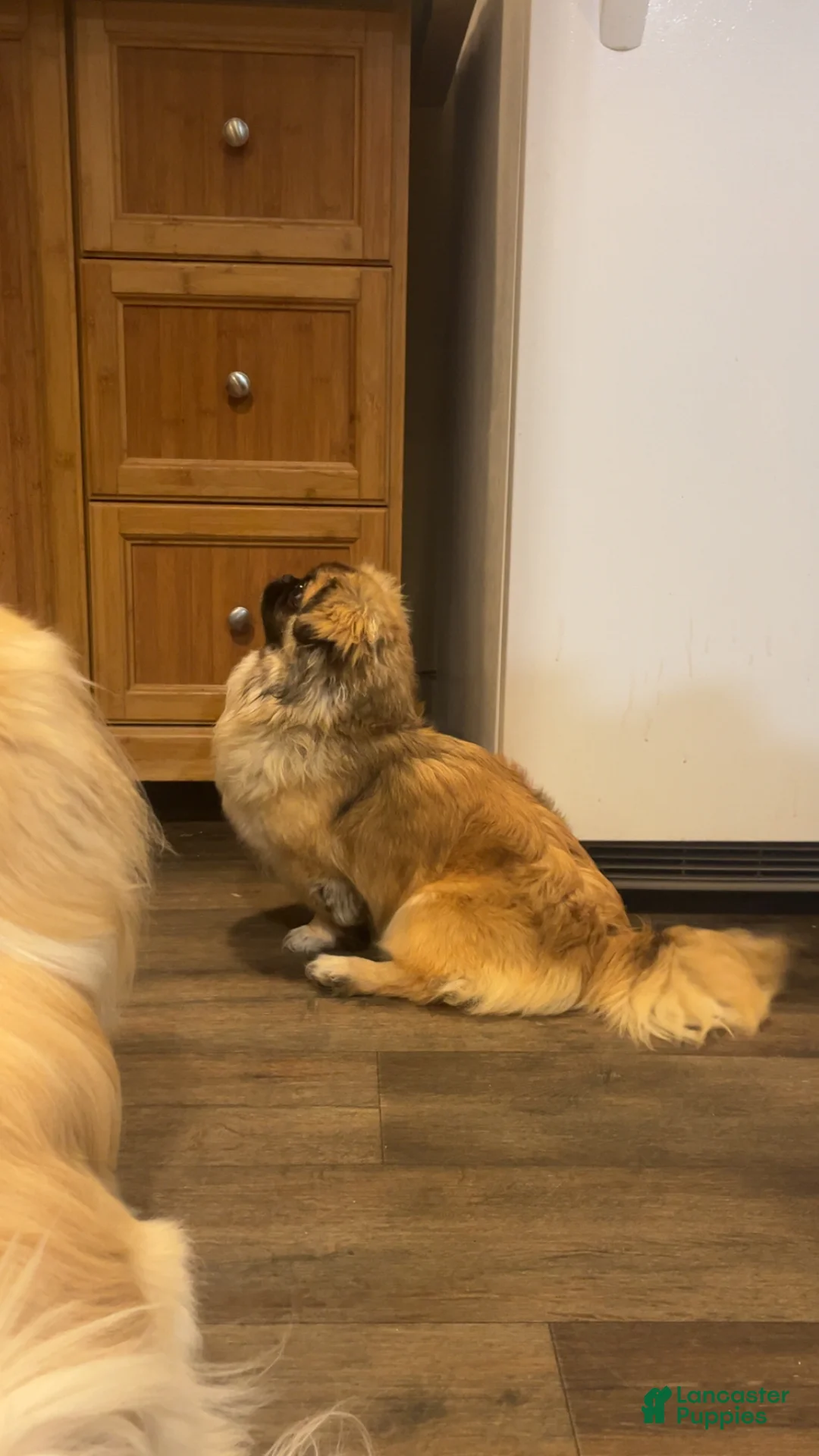 Pekingese dogs for sale: Pekingese Puppy 2 - Ad 5