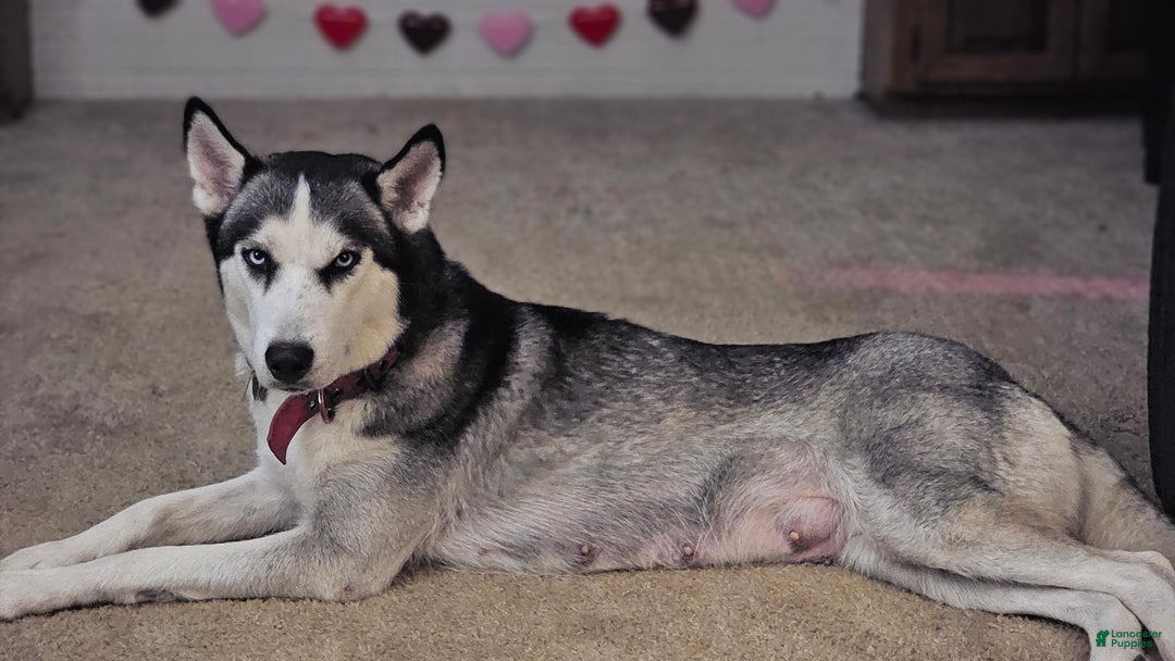 Mixed Breed dogs for sale: Leila - Ad 7