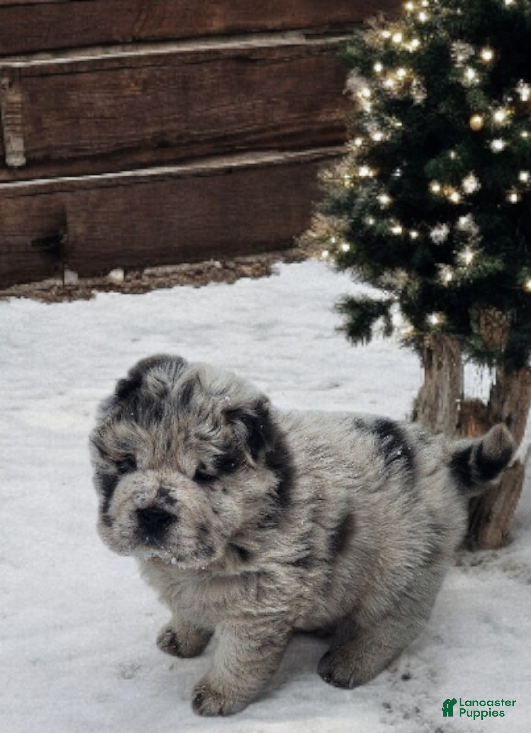 Shar Pei dogs for sale: Mabel merle mini Bear  - Ad 3