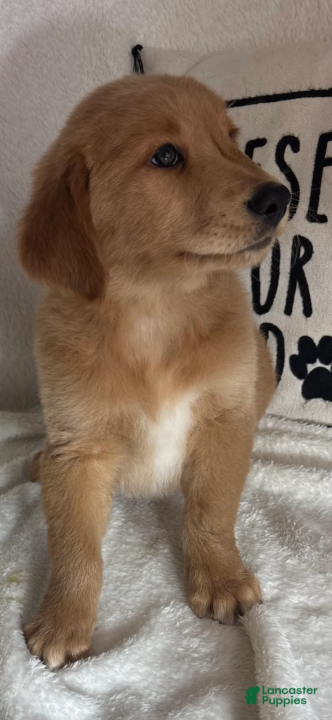 Golden Retriever dogs for sale: Grover - Ad 5