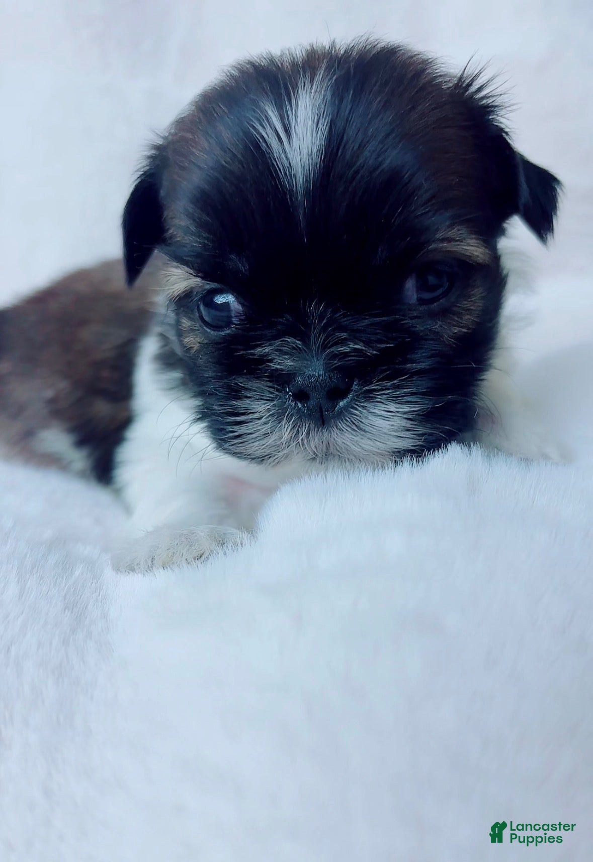 Shih Tzu dogs Max - Ad 1
