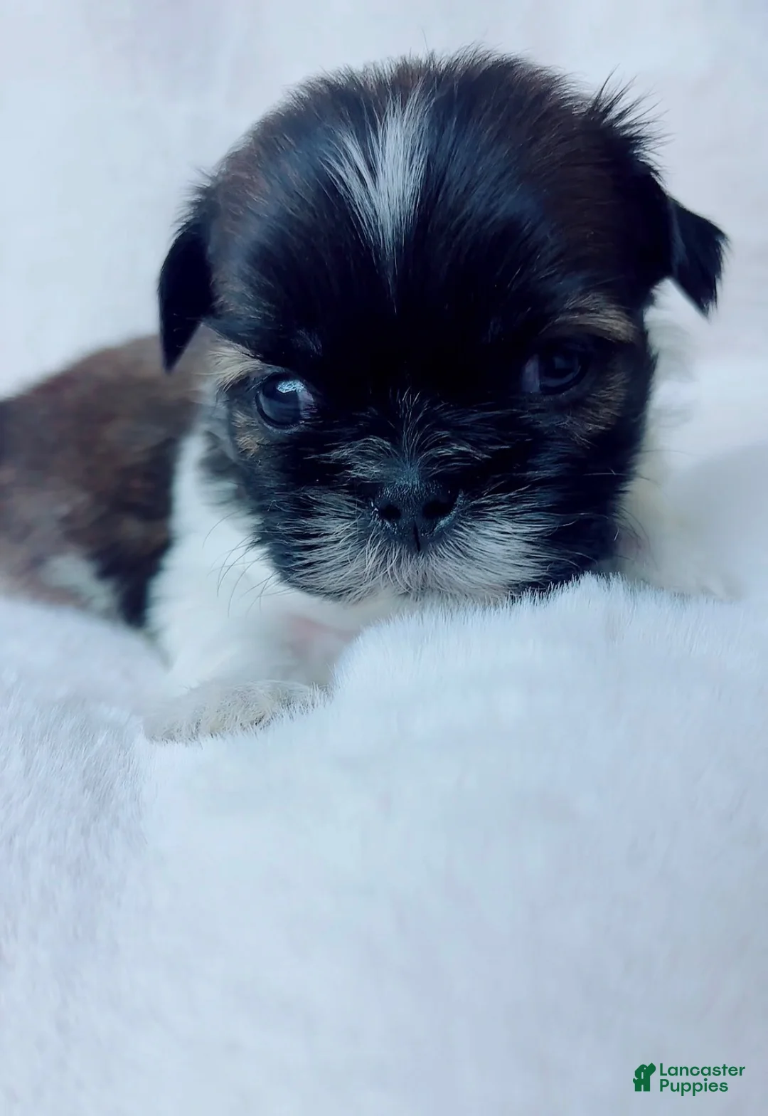 Shih Tzu dogs for sale: Max - Ad 1