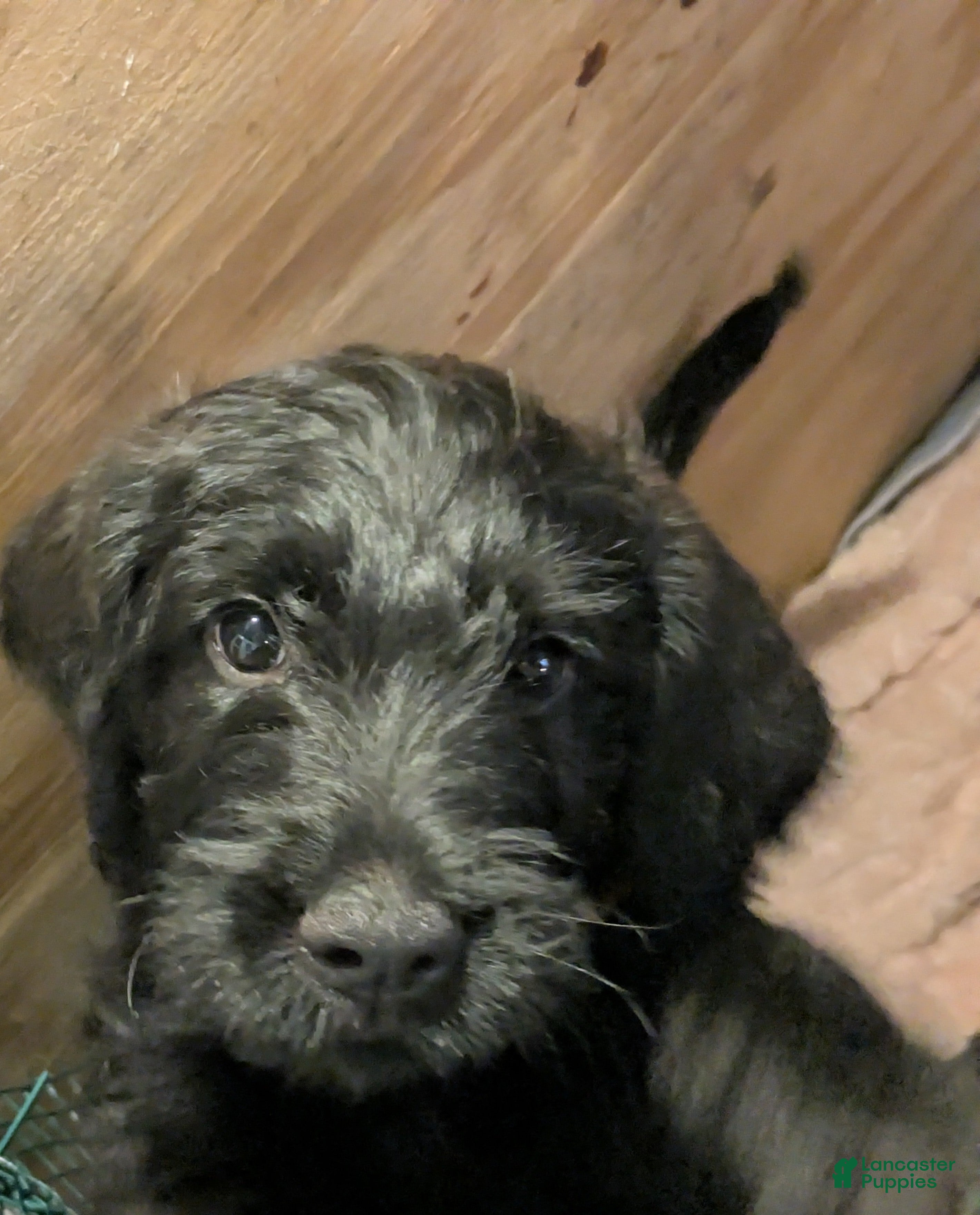 Mixed Breed dogs Sunshine - Ad 5
