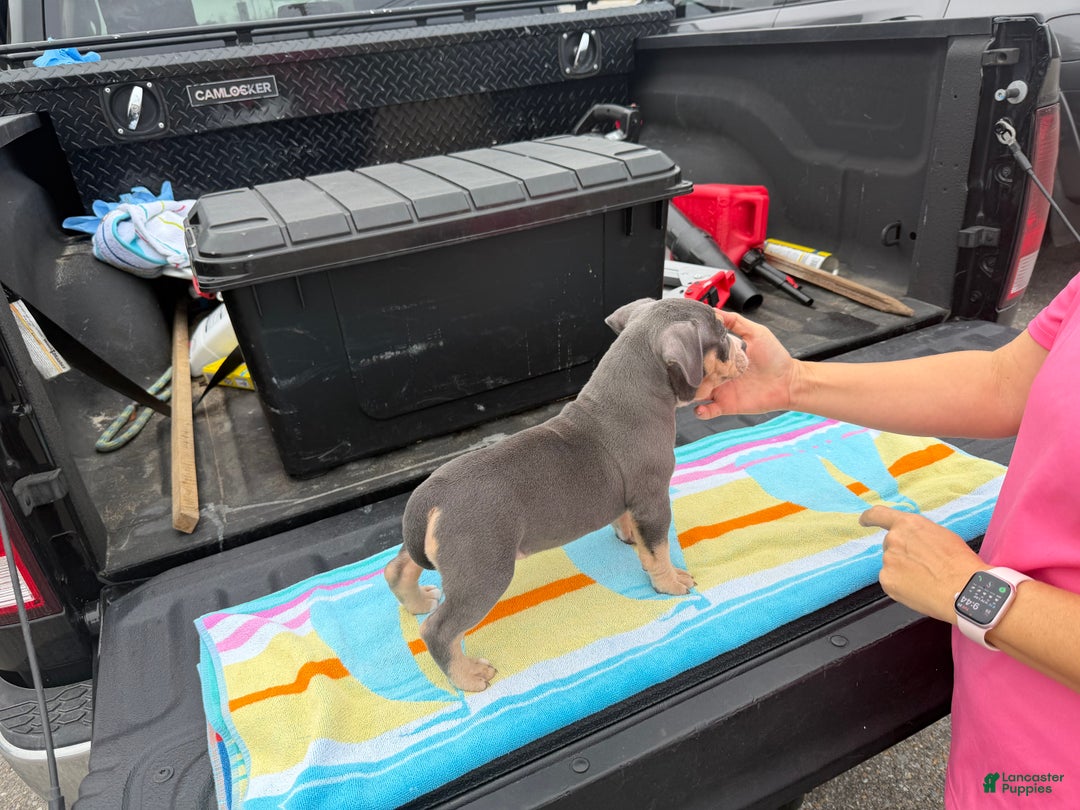 American Bully dogs for sale: American Bully Puppy 3 - Ad 2